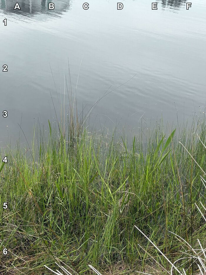 Find Rupert The Alligator (Spoiler: He’s Really Good At This)