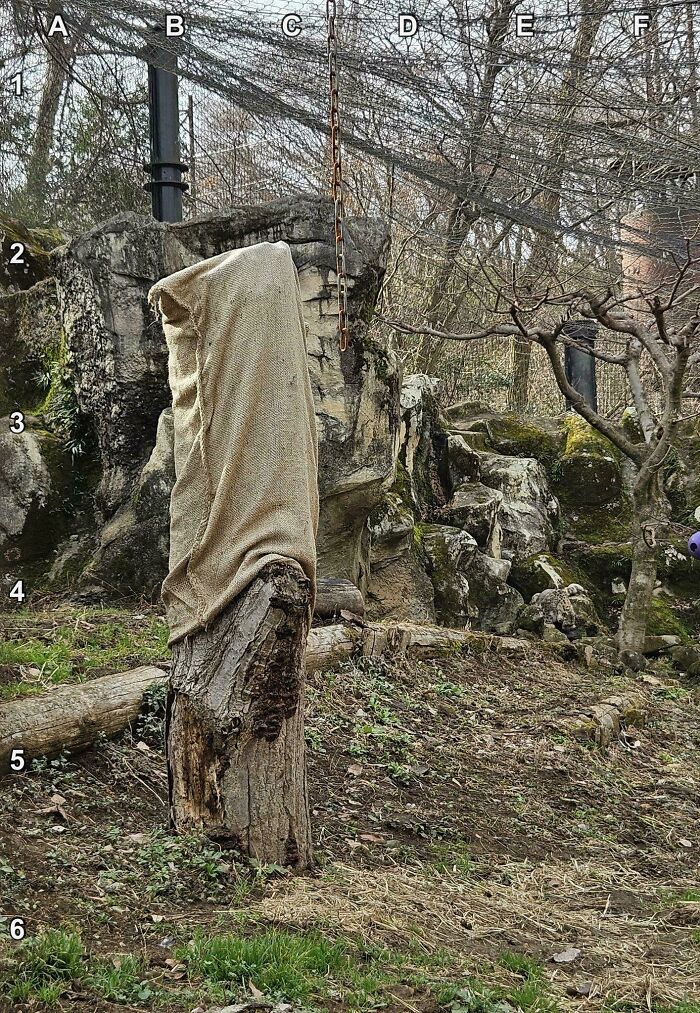 Find The Snow Leopard That’s Basically Invisible