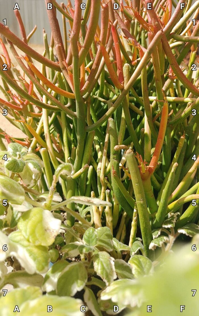 Find The Baby Grasshopper – Tiny But Sneaky