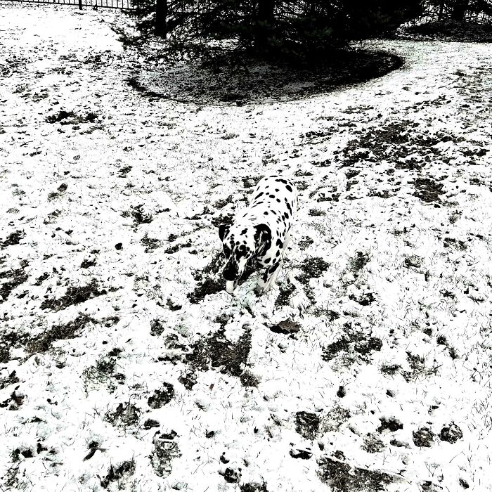 Spot The Dog Before It’s Too Late