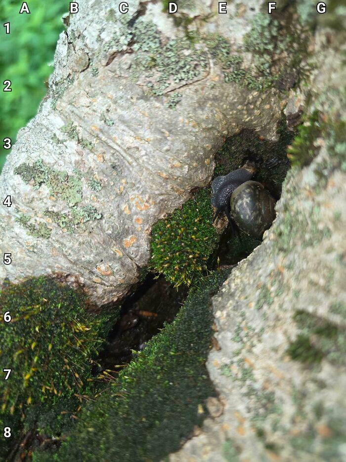 Find The Salamander - Master Of Stealth