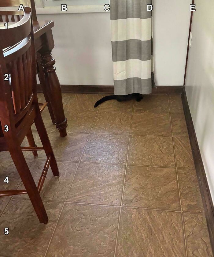 Find The Cat That’s Practically Invisible