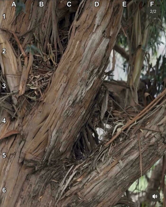 Find The Wise Owl Blending Into The Scene