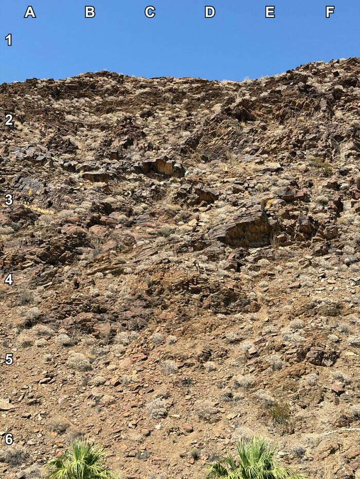 Find The Desert Bighorn Sheep Blending In