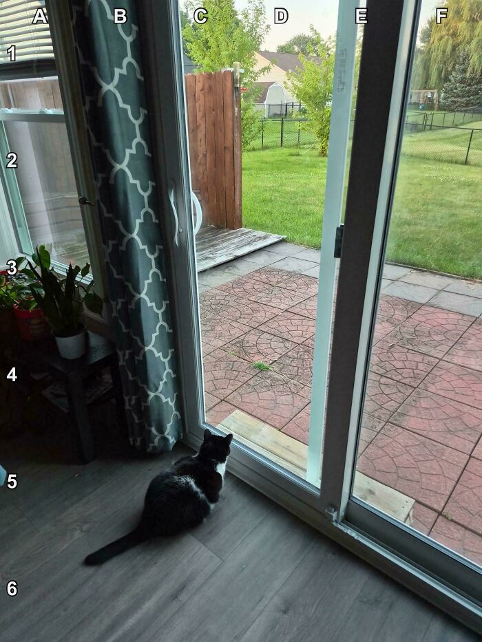 Find The Bunny That’s Really Good At Disappearing