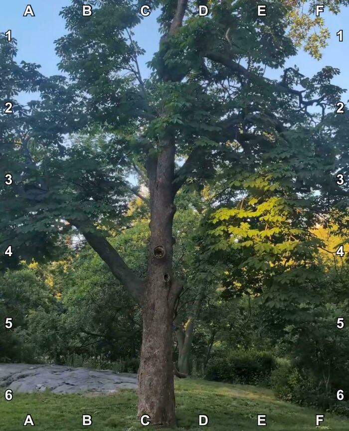 Find The Raccoon Mastering The Art Of Hide And Seek