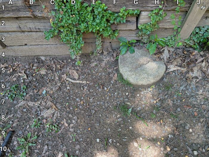 Find The Little Copperhead That’s Hiding Out