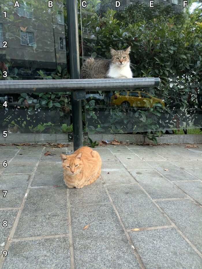 Find The 3 Cats That Are Up To Something