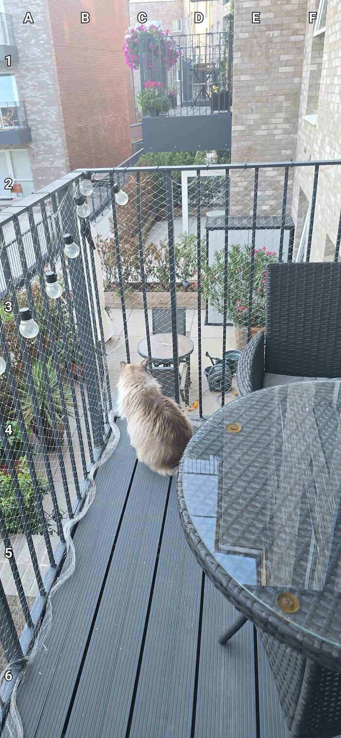 Find The Second Cat That’s Being Super Sneaky