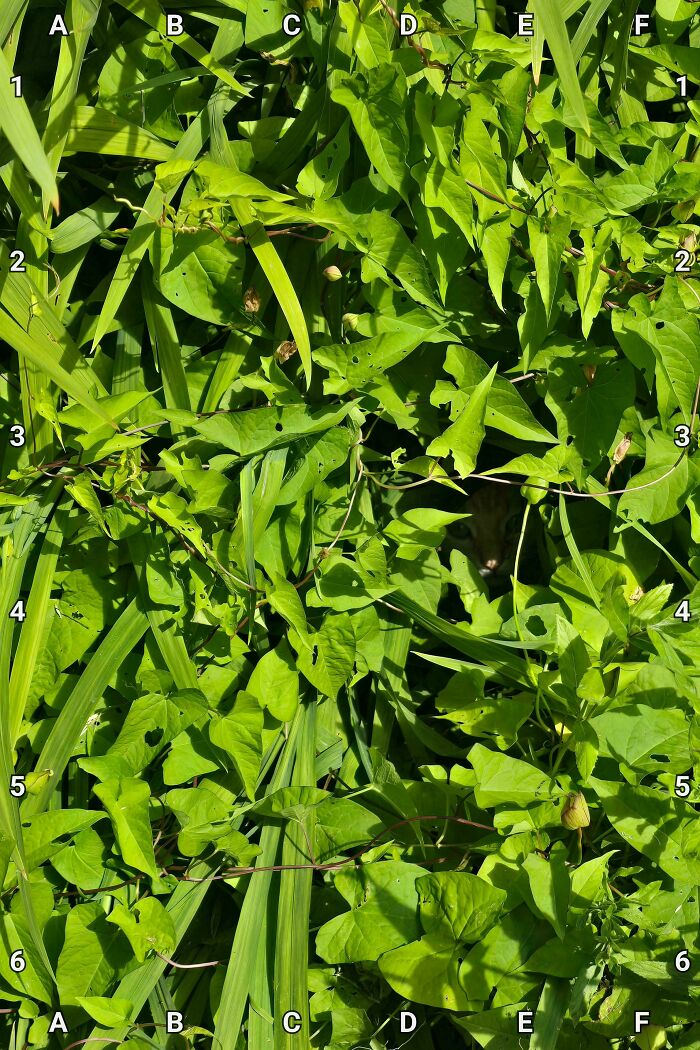 Find My Neighbor’s Super Stealthy Cat
