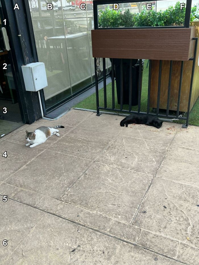 Find The 3rd Cat That’s Practically Invisible