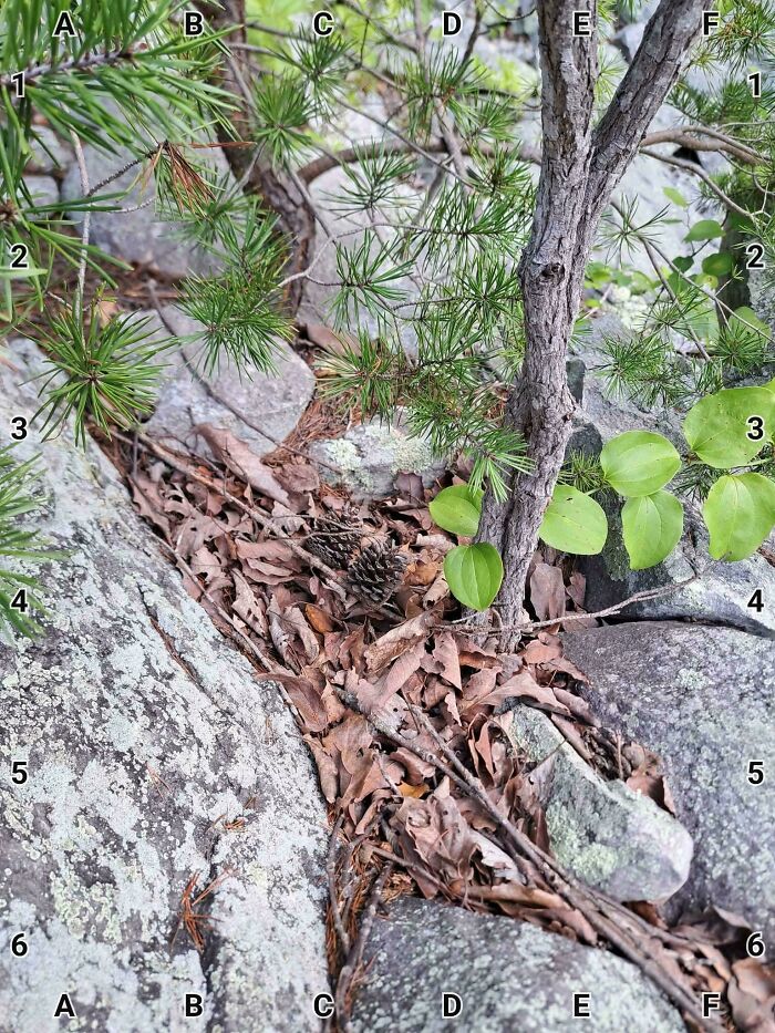 Two Copperheads? Double The Challenge!