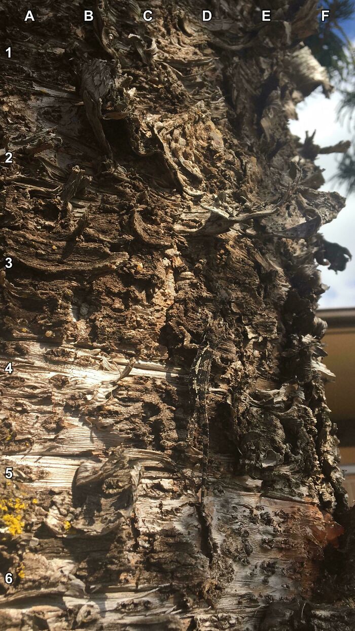 Find The Chameleon That Really Blends In