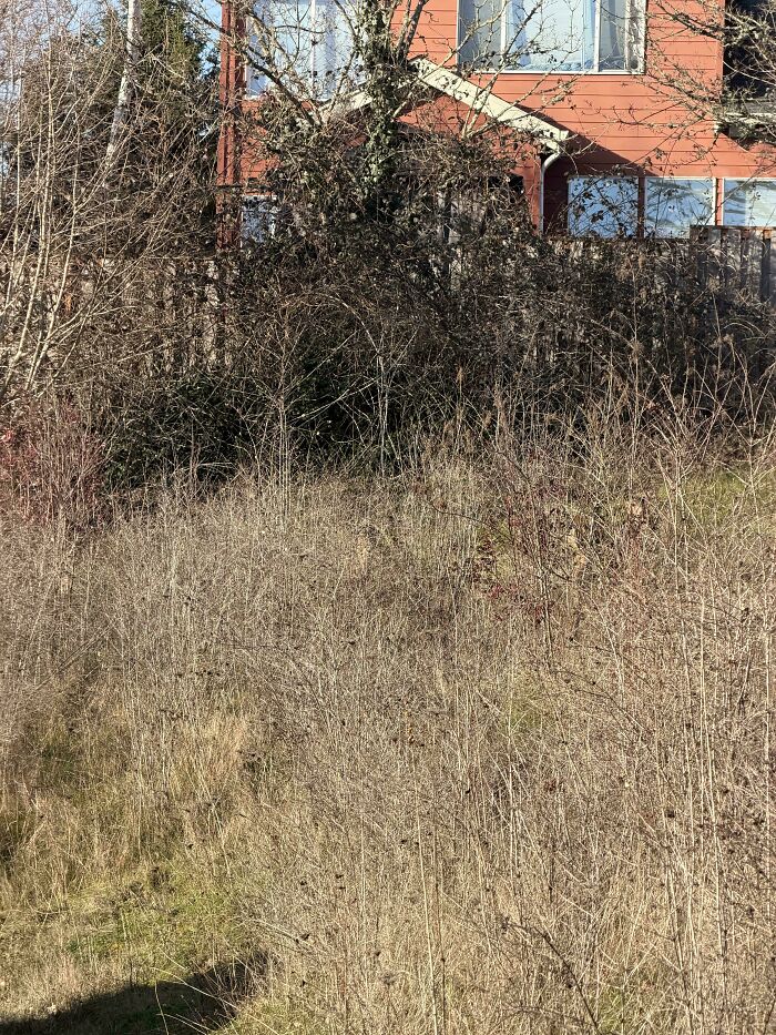 There’s A Deer Hiding Here Somewhere