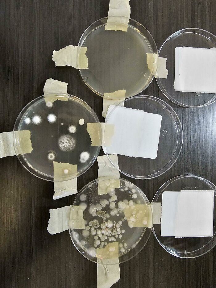 Air Quality Tests Prove Mold is Real. Host Denies It.