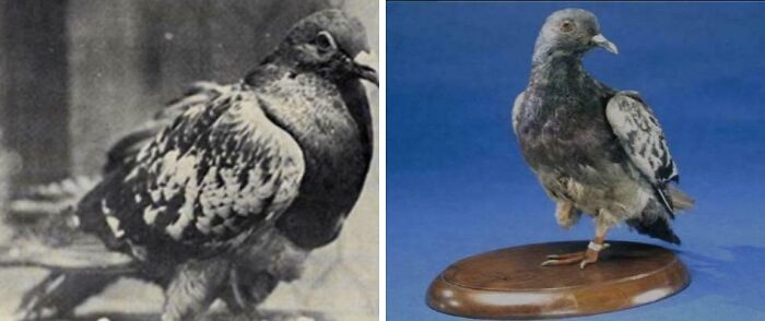 Meet Cher Ami: The Pigeon Who Lost a Leg, an Eye, and Got Shot... Then Saved 194 Lives!