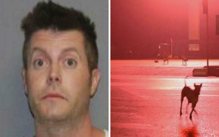 Man on L*d Steals a Dog Thinking He’s Saving It from a Fire—Then Hands It Over to Police Like a Gentleman