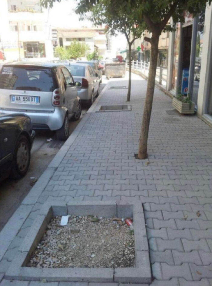 Plant Trees in Those Big Holes… Please?