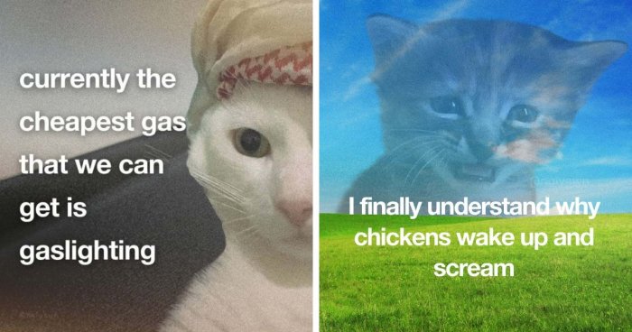 The 87 Funniest Cat Memes That Will Totally Get You