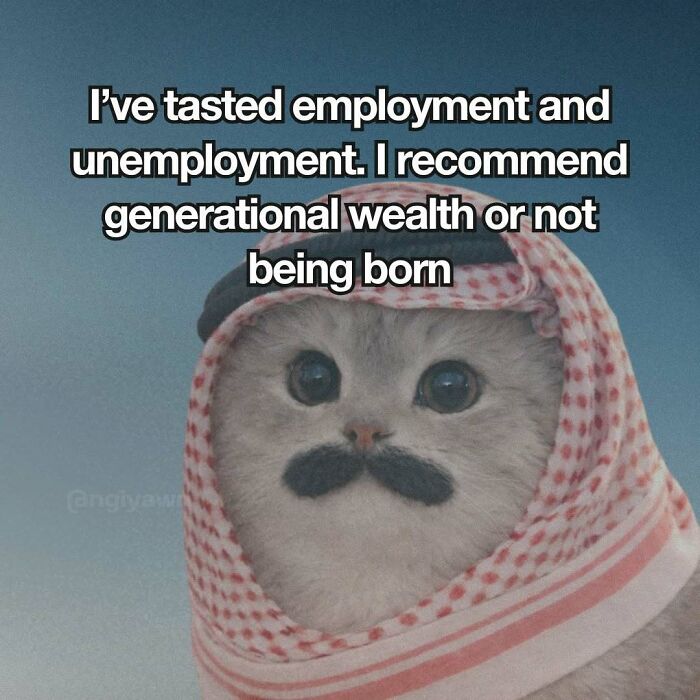The 87 Funniest Cat Memes That Will Totally Get You