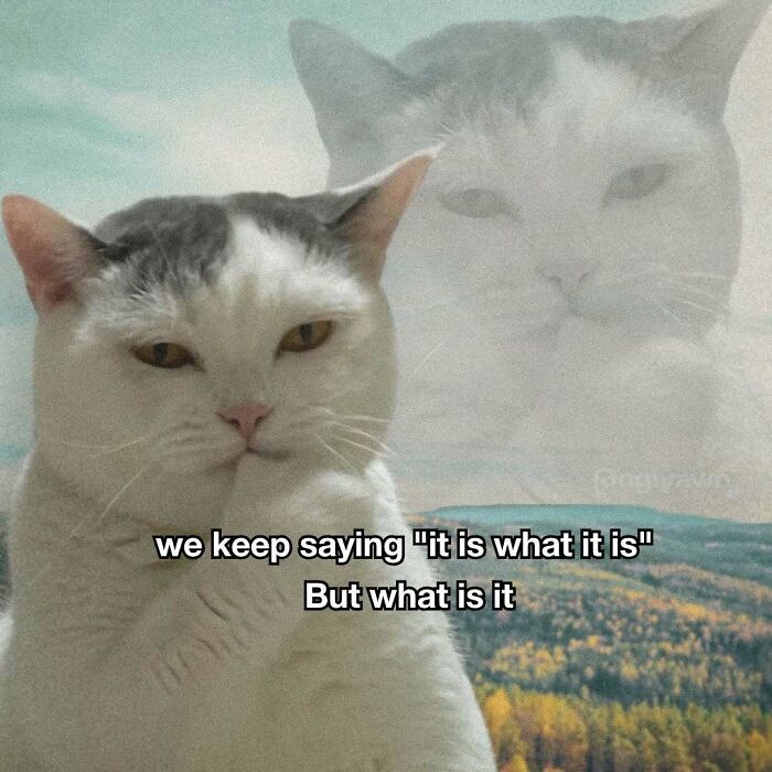 The 87 Funniest Cat Memes That Will Totally Get You