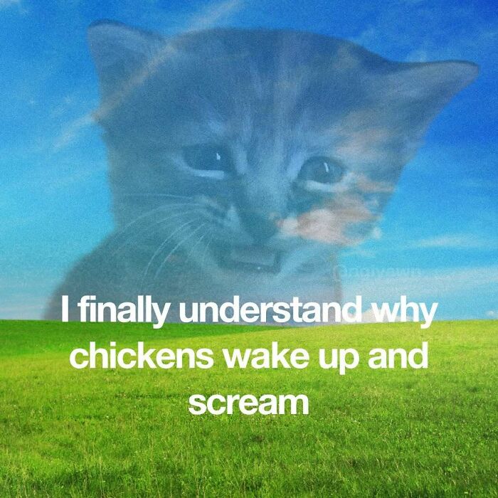 The 87 Funniest Cat Memes That Will Totally Get You