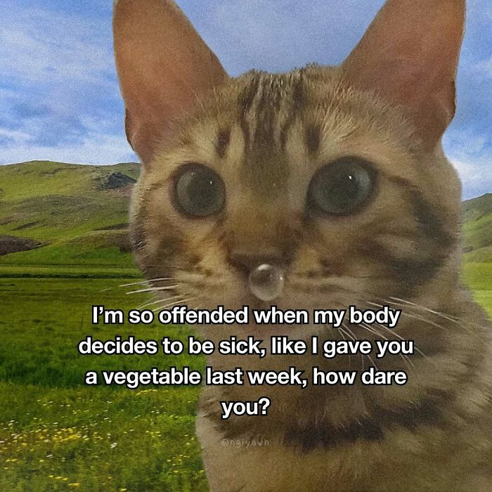 The 87 Funniest Cat Memes That Will Totally Get You