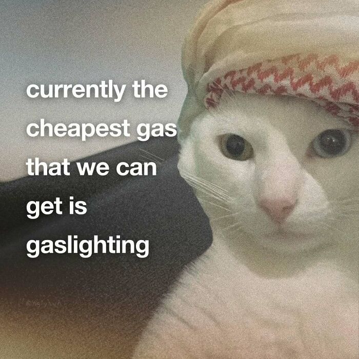 The 87 Funniest Cat Memes That Will Totally Get You