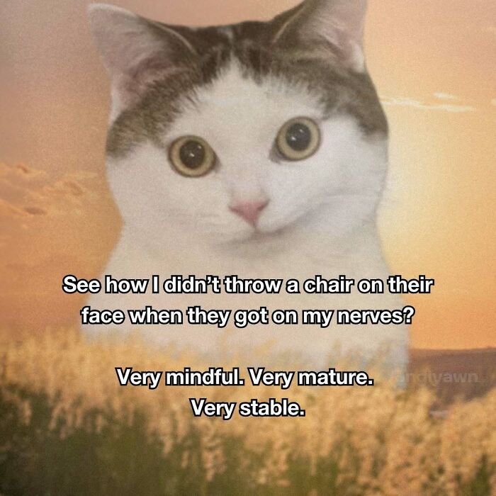 The 87 Funniest Cat Memes That Will Totally Get You