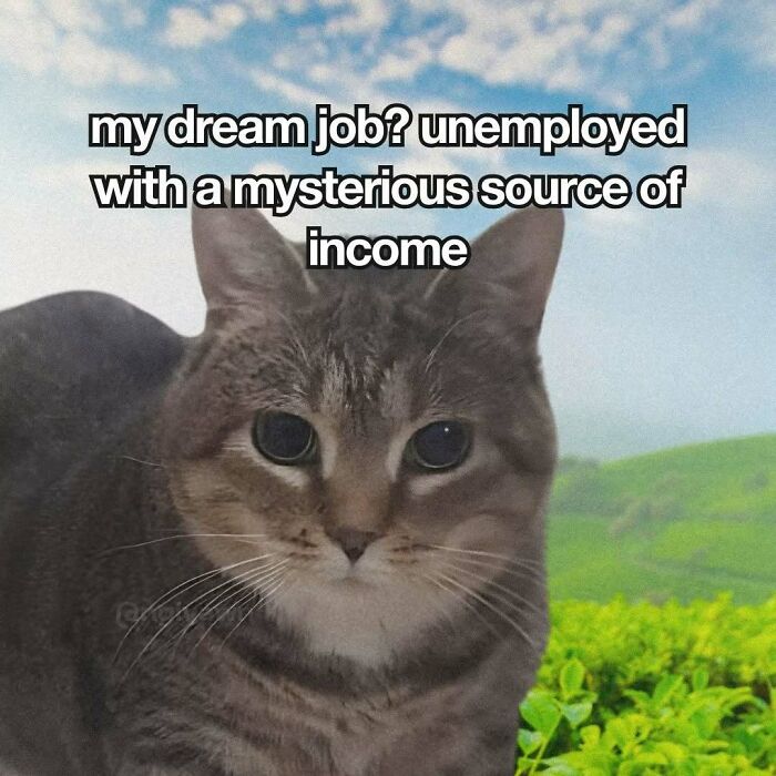 The 87 Funniest Cat Memes That Will Totally Get You