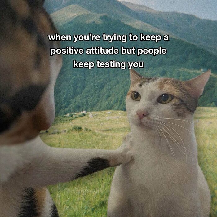 The 87 Funniest Cat Memes That Will Totally Get You