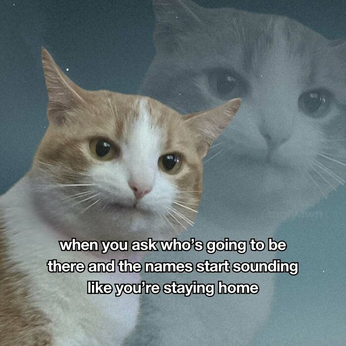 The 87 Funniest Cat Memes That Will Totally Get You
