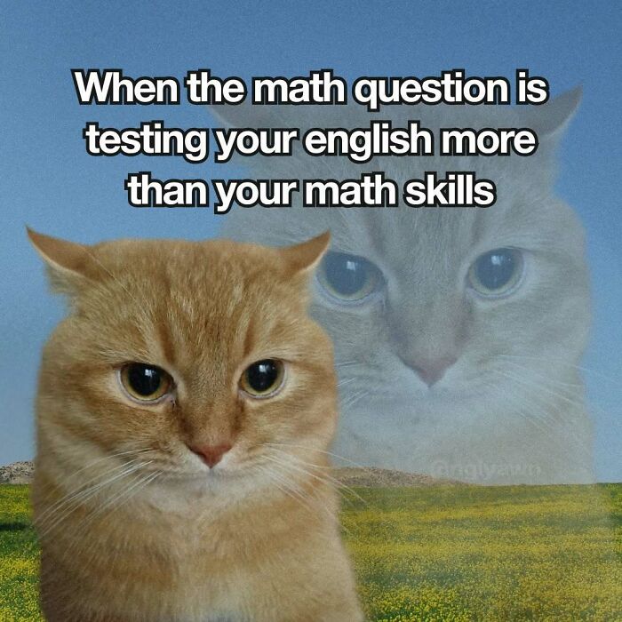 The 87 Funniest Cat Memes That Will Totally Get You