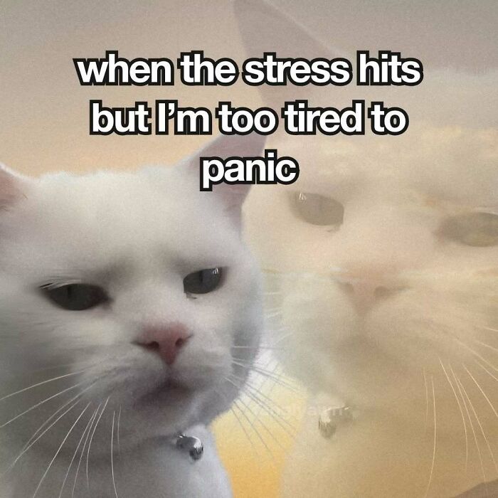The 87 Funniest Cat Memes That Will Totally Get You