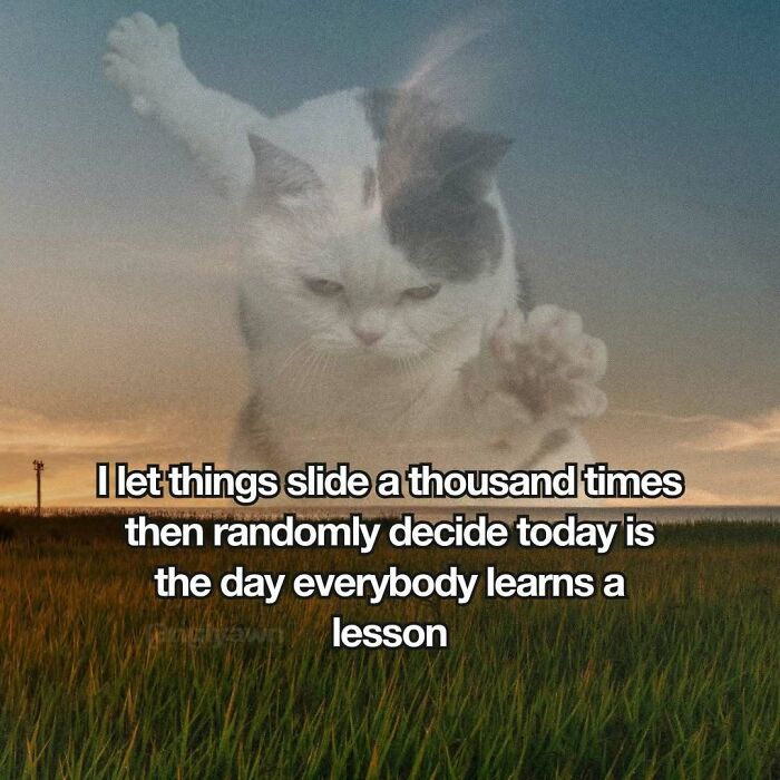 The 87 Funniest Cat Memes That Will Totally Get You