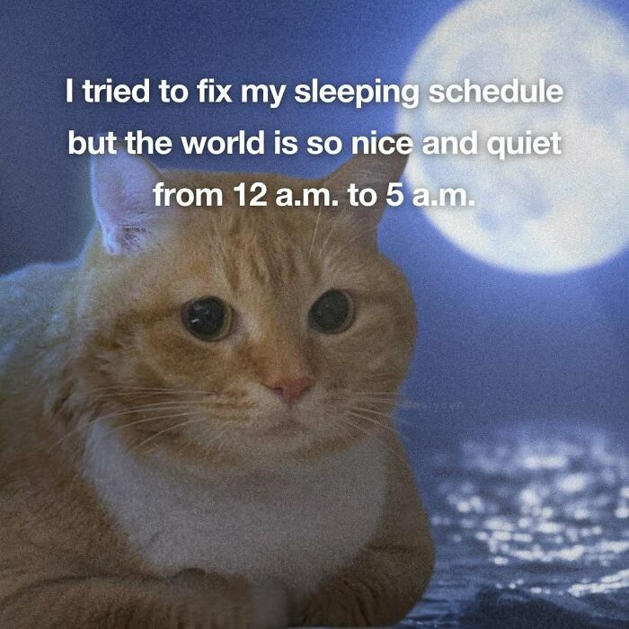 The 87 Funniest Cat Memes That Will Totally Get You