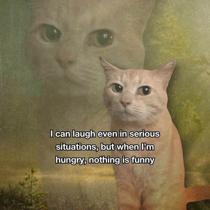 The 87 Funniest Cat Memes That Will Totally Get You