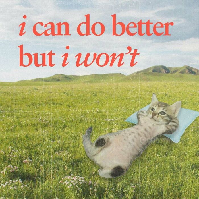 The 87 Funniest Cat Memes That Will Totally Get You