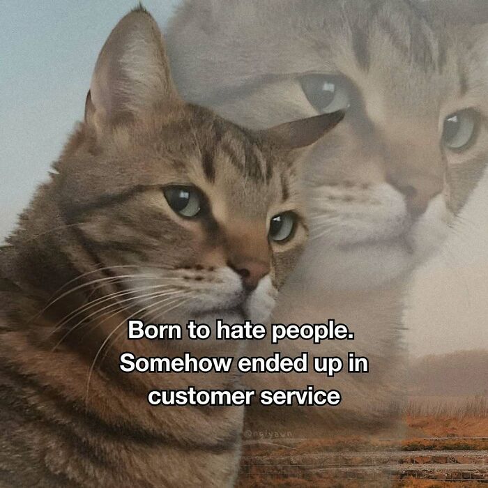 The 87 Funniest Cat Memes That Will Totally Get You