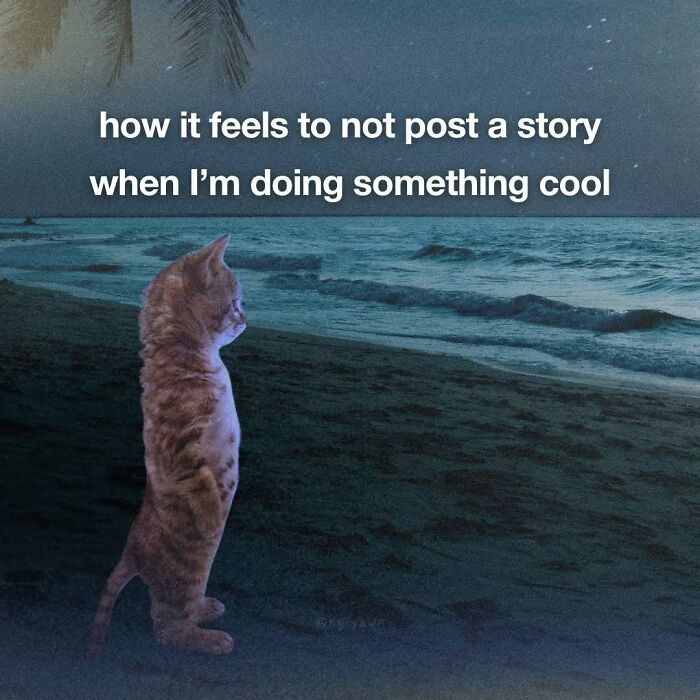 The 87 Funniest Cat Memes That Will Totally Get You