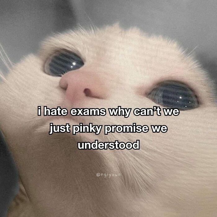 The 87 Funniest Cat Memes That Will Totally Get You