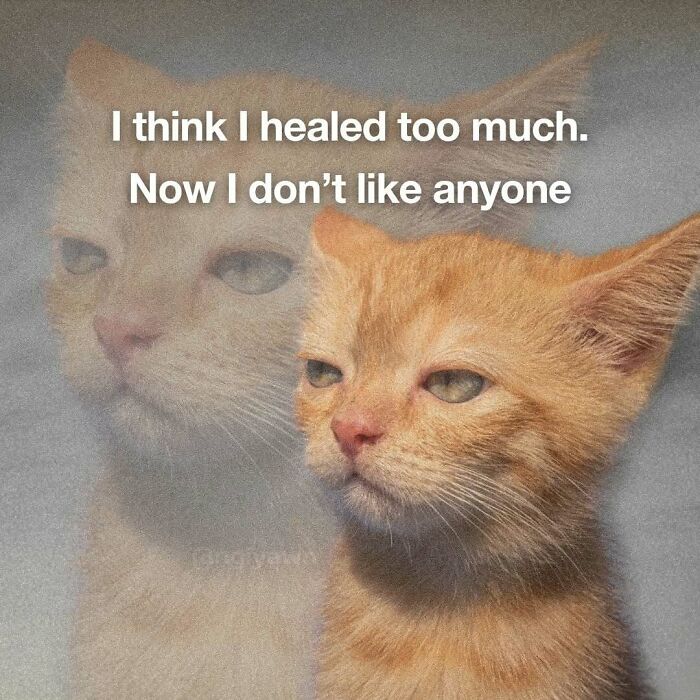 The 87 Funniest Cat Memes That Will Totally Get You