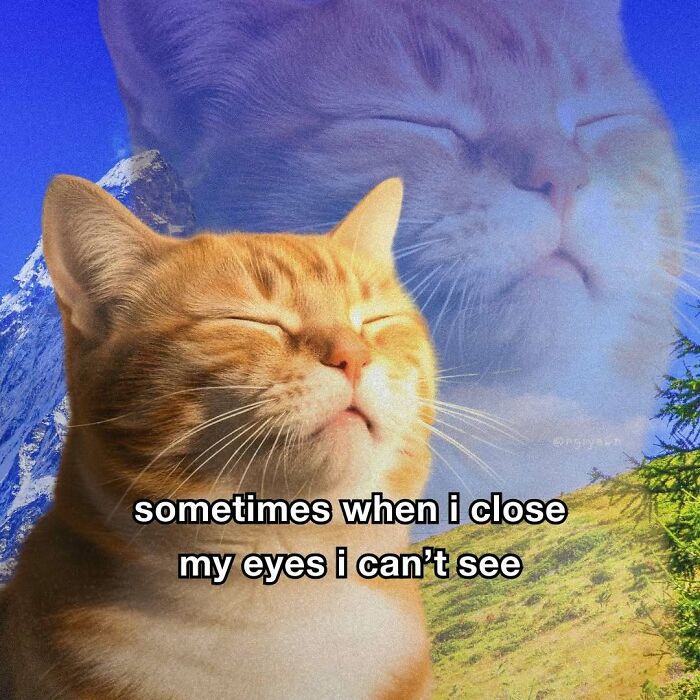 The 87 Funniest Cat Memes That Will Totally Get You