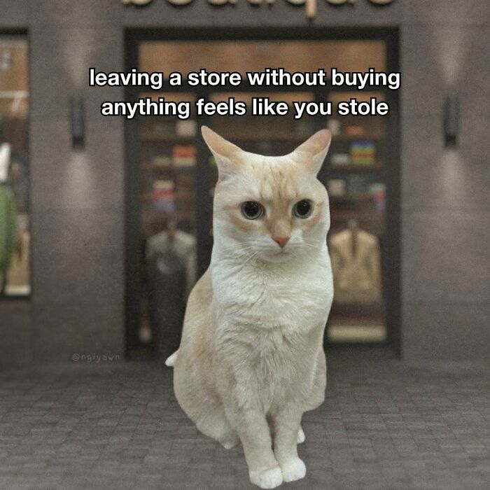 The 87 Funniest Cat Memes That Will Totally Get You