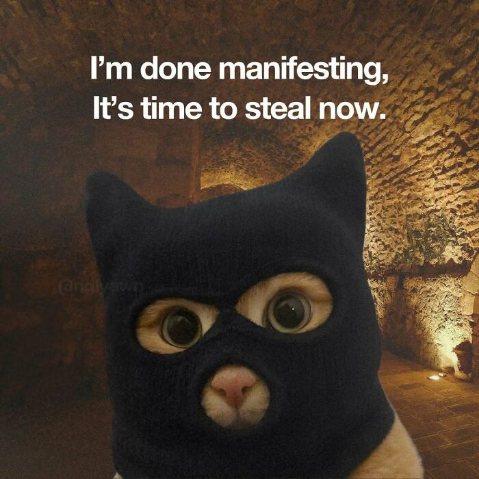 The 87 Funniest Cat Memes That Will Totally Get You