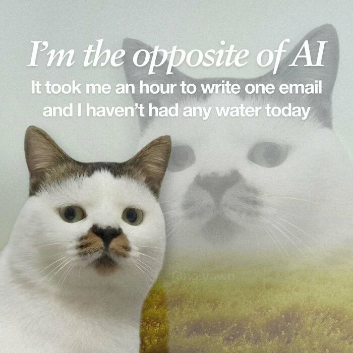 The 87 Funniest Cat Memes That Will Totally Get You
