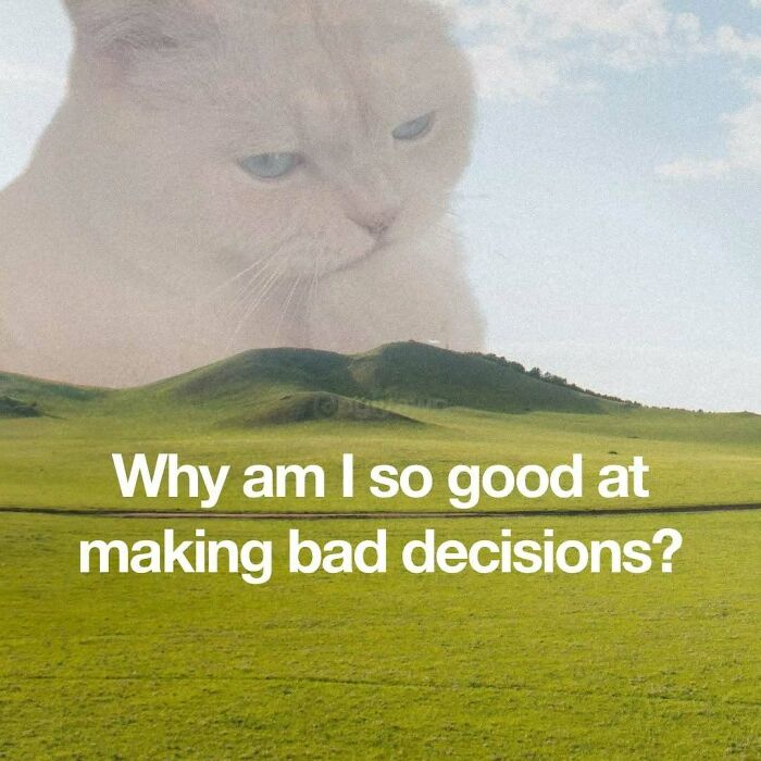 The 87 Funniest Cat Memes That Will Totally Get You