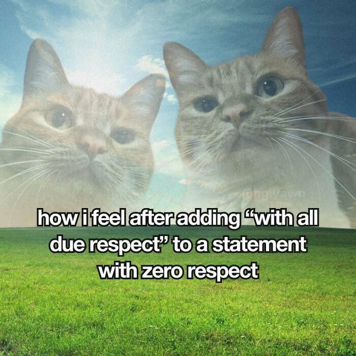 The 87 Funniest Cat Memes That Will Totally Get You