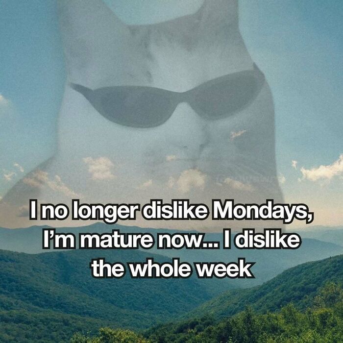 The 87 Funniest Cat Memes That Will Totally Get You