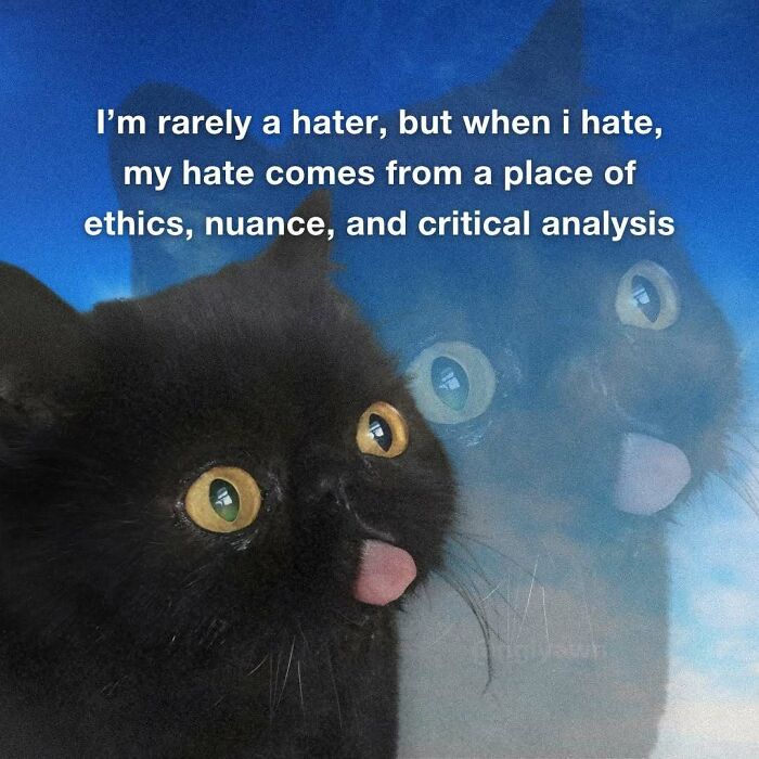 The 87 Funniest Cat Memes That Will Totally Get You